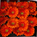 15 Orange Gerbera