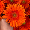 15 Orange Gerbera