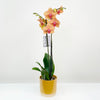 Eno Pot Mustard D13H13.5cm