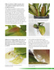 Growing Orchids at Home Book