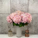 10 Verena Pink Hydrangea