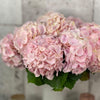 10 Verena Pink Hydrangea