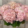 10 Verena Pink Hydrangea