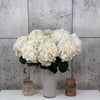 10 White Hydrangea Ice Age