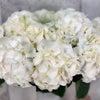 10 White Hydrangea Ice Age