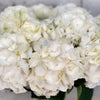 10 White Hydrangea Ice Age