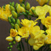 10 Sunshine Yellow Freesia