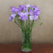 Lilac Freesia