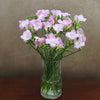 10 Scented Pink Freesia