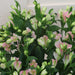 10 Alstroemeria Charmelia Pink