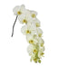 Limon Bella Phalaenopsis 10-14 ( 4 Stems Box)