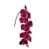 Lie De Vin Phalaenopsis 10-14 ( 4 Stems Box)