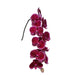 Lie De Vin Phalaenopsis 10-14 ( 4 Stems Box)