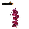 Lie De Vin Phalaenopsis 10-14 ( 4 Stems Box)