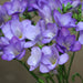 10 Lilac Freesia