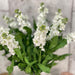 10 Matthiola Centrum White