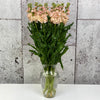 10 Matthiola Apricot