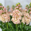 10 Matthiola Apricot