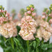 10 Matthiola Apricot
