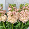10 Matthiola Apricot