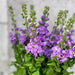 10 Matthiola Iron Blue