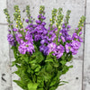 10 Matthiola Iron Blue