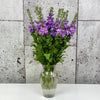 10 Matthiola Iron Blue