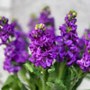 10 Matthiola Iron Purple