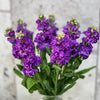 10 Matthiola Iron Purple