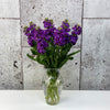 10 Matthiola Iron Purple