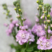 10 Matthiola Mathilda Pink