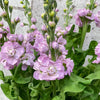 10 Matthiola Mathilda Pink
