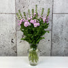 10 Matthiola Mathilda Pink