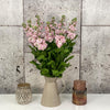 10 Matthiola Milla Light Pink
