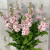 10 Matthiola Milla Light Pink