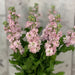 10 Matthiola Milla Light Pink
