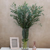 Eucalyptus Parvifolia Tall 70+cm