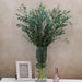 Eucalyptus Parvifolia Tall 70+cm