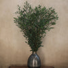 Eucalyptus Parvifolia Tall 70+cm