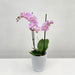Phalaenopsis 2St Branched Soft Pink