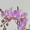 Phalaenopsis 2St Branched Soft Pink