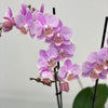 Phalaenopsis 2St Branched Soft Pink
