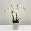 Phalaenopsis 2St Branched White