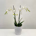 Phalaenopsis 2St Branched White