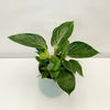 Lis Pot Cover Mint Green D13H12