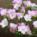 10 Scented Pink Freesia