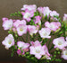 Scented Pink Freesia