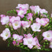 Scented Pink Freesia