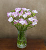 Scented Pink Freesia