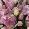 Pink Oriental Lilies